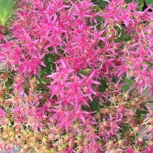 Meet your Posher, Marika